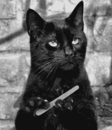 Cat Salem GIF - Cat Salem Nail GIFs