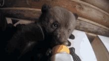 Bear Drinking GIF - Bear Drinking Milk GIFs