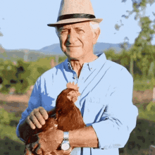 Petting Rooster Petting Chicken GIF - Petting Rooster Petting Chicken Chicken GIFs