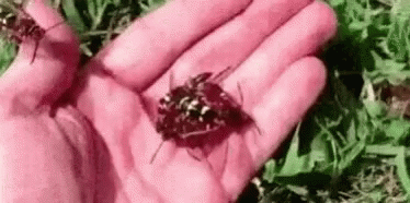 Bee Busy GIF - Bee Busy Bees GIFs