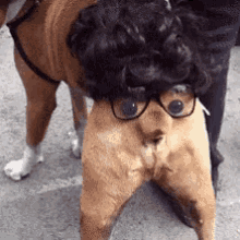 Dogs Hot GIF - Dogs Hot Funny Animals GIFs