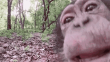 Aap Licking GIF - Aap Licking Ape GIFs