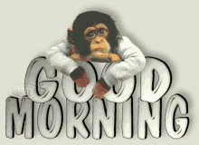 Good Morning Monkey GIF - Good Morning Monkey Good Day GIFs
