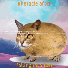 Pheracle Cat GIF - Pheracle Cat Surf GIFs