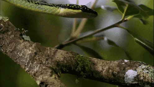 Snake GIF - Snake - Discover & Share GIFs