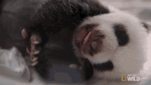 Yawn Pampered Pandas GIF - Yawn Pampered Pandas Sleeping GIFs