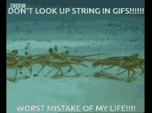 String Lobster GIF - String Lobster Discord GIFs