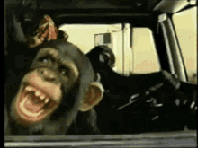 Monkeys Apes GIF - Monkeys Apes Happy GIFs