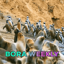 Outdare Bora Weekly GIF - Outdare Bora Weekly Outdare Weekly GIFs