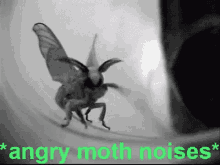 Angry Moth GIF - Angry Moth Angry Moth GIFs
