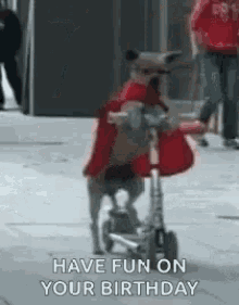 dogs have fun on your birthday enjoy dogs have fun on your birthday enjoy