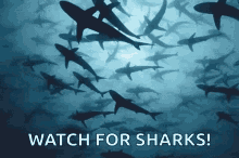 sharks-swimming.gif
