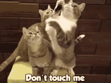 Cats Dont Touch Me GIF - Cats Cat Dont Touch Me GIFs