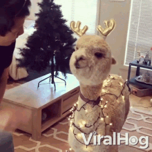 touch nice tap christmas lights alpaca