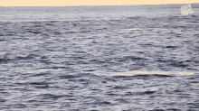 Jumping Whale Splash GIF - Jumping Whale Splash Whale GIFs