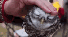 owl bird pet petting bliss owl bird pet petting bliss