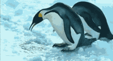 Penguins Funny Animals GIF - Penguins Funny Animals Emperor Penguins GIFs