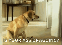 Ass Dragging Dog GIF - Ass Dragging Dog Tired GIFs