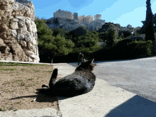 Cat Athens GIF - Cat Athens Acropolis GIFs