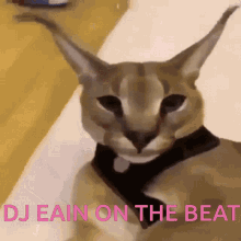 Featured image of post View 13 Floppa Gif Meme