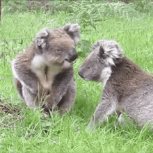 animals koala