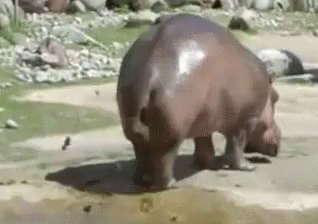 Hippo Poop GIF - Hippo Poop Potty GIFs