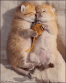 Snuggling Cat GIF - Snuggling Cat Meme GIFs