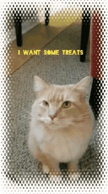 cat i want some treats