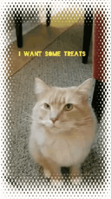 cat i want some treats cat i want some treats