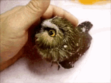 owl petting owl petting