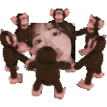 monkey circle spinning monkey circle jinny
