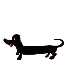 daschund facy