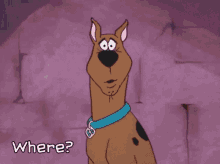 favorite person confused where scooby doo great dane