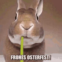 So Hungry Frohes Osterfest GIF - So Hungry Frohes Osterfest Easter Bunny GIFs