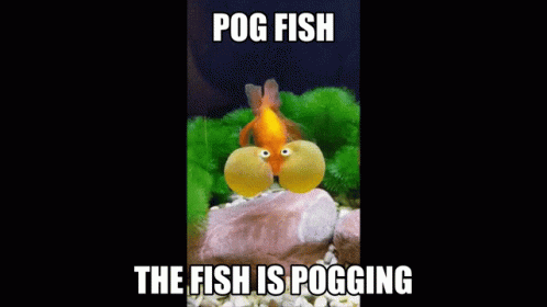 Pog Fish,swim,The Fish Is Pogging,gif,animated gif,gifs,meme.