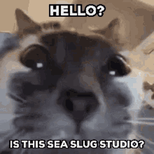 Hello Is This Sea Slug Studio GIF - Hello Is This Sea Slug Studio Sea Slug Studio GIFs