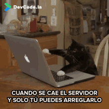 cat typing