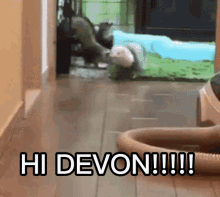 Devon Hi GIF - Devon Hi Hi Devon GIFs