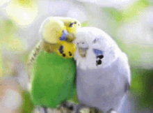 parakeets birds cute