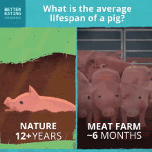 pig play mud meat farm pig play mud meat farm