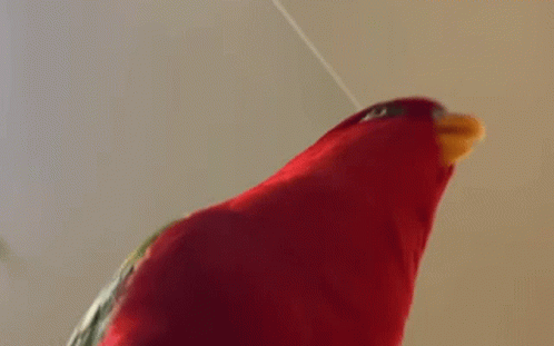 bird-red-bird.gif