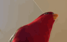 Bird Red Bird GIF - Bird Red Bird Ntuni GIFs