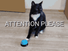 attention attention please maksas the cat please