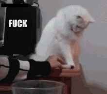 In Particular GIF - Cat Angry Hate GIFs