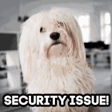 kju security issue security issue wuff