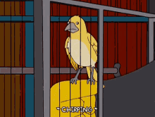 Canary Chirping GIF - Canary Bird Canary Bird GIFs