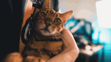 Xocliw Django GIF - Xocliw Django Cat GIFs