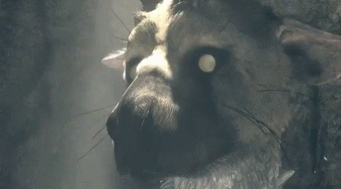 the-last-guardian-trico.gif