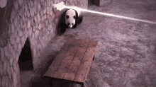 panda laser