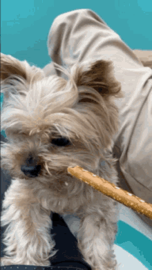 Cute Dog Pretzel GIF - Cute Dog Pretzel Tookstone GIFs